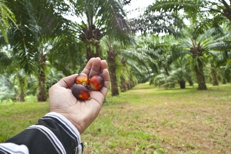 Palm oil-01の写真素材