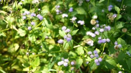 Small flowers