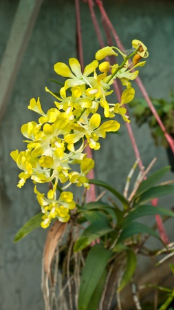 orchidの写真素材