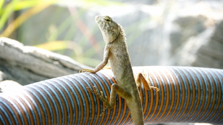 Lizard