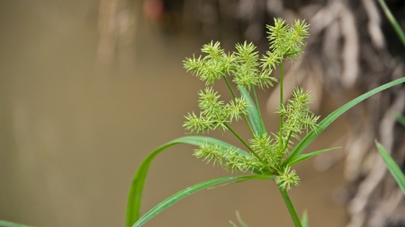 Weedの写真素材
