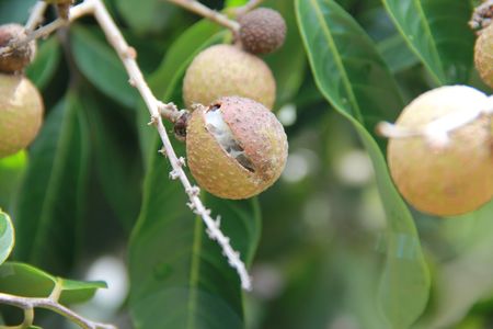 Longanの写真素材