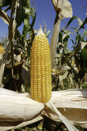 corn