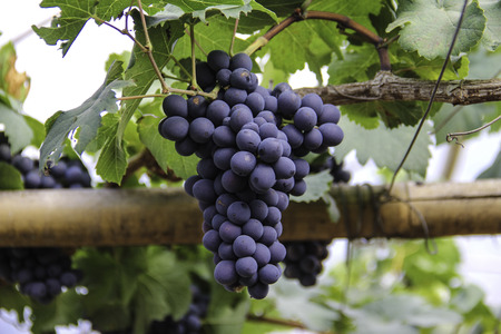 purple grapes