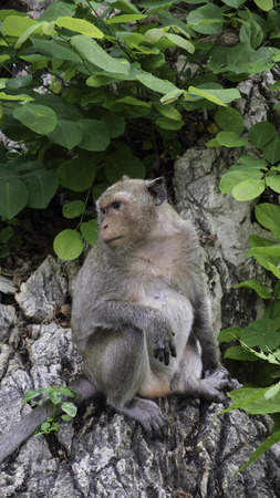 monkey