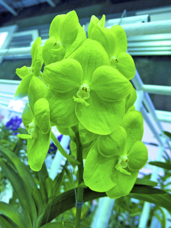 orchidの写真素材