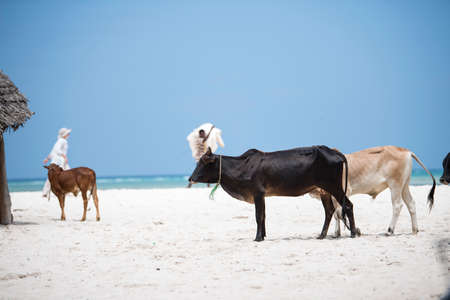 Zanzibar City, Tanzania-January 02,2019: Cows from local farms roam the beaches of Zanzibar Island freely.の写真素材