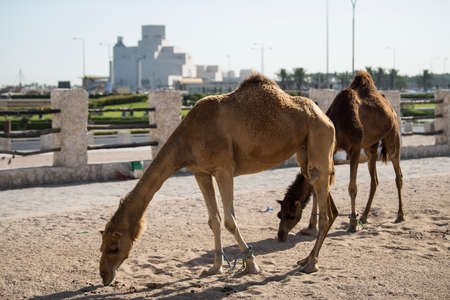 Camel at Al Wakrah Market in Doha, the capital of Qatar.