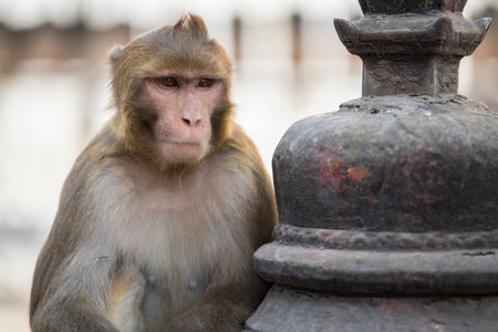 Rhesus Macaques monkeys on the ancient stupas of Swayambhunath temple high above Kathmandu.