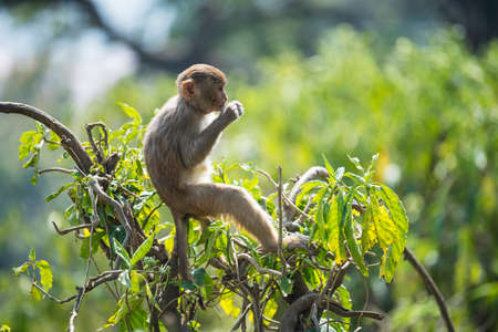 Kathmandu, Nepal- April 20,2022 : Rhesus Macaques monkeys on the ancient stupas of Swayambhunath temple high above Kathmandu.のeditorial素材