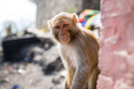 Kathmandu, Nepal- April 20,2022 : Rhesus Macaques monkeys on the ancient stupas of Swayambhunath temple high above Kathmandu.のeditorial素材