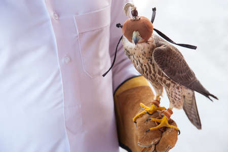 Doha,Qatar, May 01,2022:  Arabian falcons are used for hunting but also as a pet in the Gulf countries.の写真素材