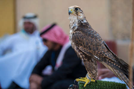 Doha,Qatar, May 01,2022:  Arabian falcons are used for hunting but also as a pet in the Gulf...