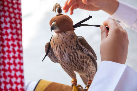 Doha,Qatar, May 01,2022:  Arabian falcons are used for hunting but also as a pet in the Gulf...