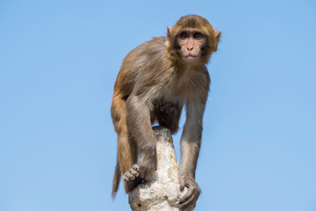 Kathmandu, Nepal- April 20,2022 : Rhesus Macaques monkeys on the ancient stupas of Swayambhunath temple high above Kathmandu.のeditorial素材
