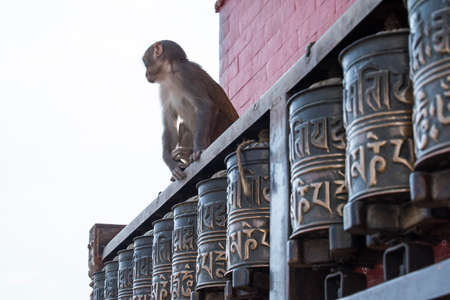 Kathmandu, Nepal- April 20,2022 : Rhesus Macaques monkeys on the ancient stupas of Swayambhunath temple high above Kathmandu.のeditorial素材