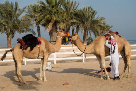 Doha ,Qatar-February 01,2020 : Camel at Al Wakrah Market in Doha, the capital of Qatar.のeditorial素材
