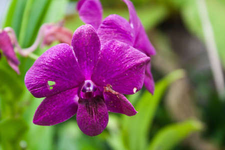 beautiful flower garden