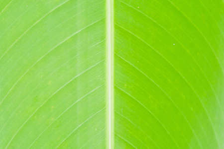 Banana leaves