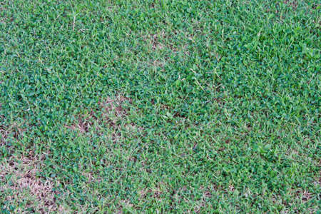 Background lawn