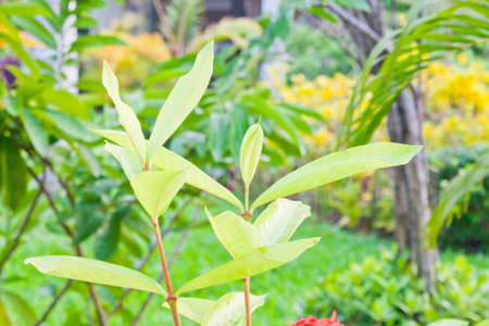 Young leaves in the gardenの写真素材