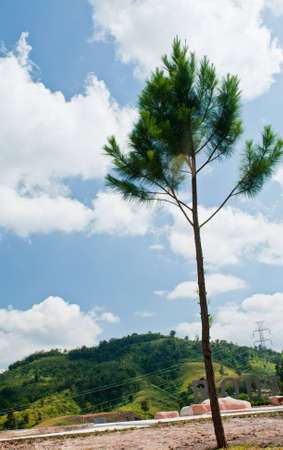 Tree on mountain and sky