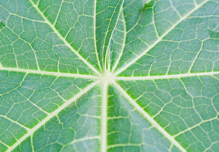 Surface of green leaves backgroundの写真素材