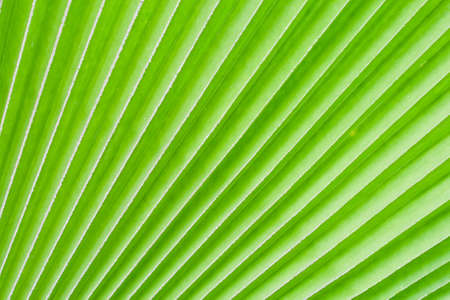 Surface of green leaves background