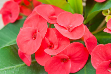  Red flowersの写真素材