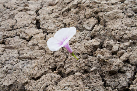 Dry ground and flowersの写真素材