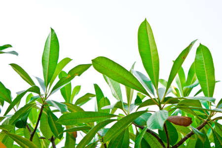 Green leafの写真素材