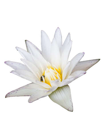 White lotus on a white background isolateの写真素材