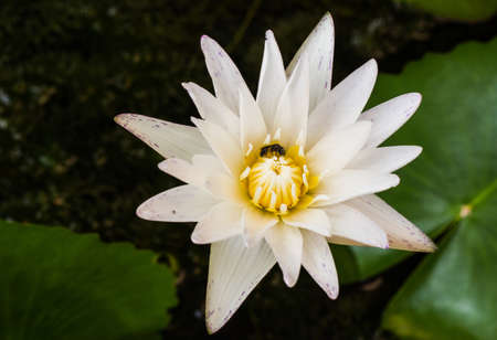 White lotus in the pondの写真素材