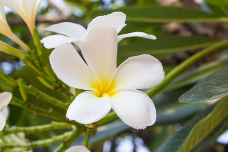 Frangipani in garden