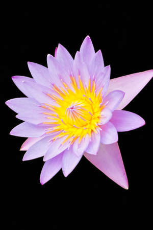Colorful lotus on black background の写真素材