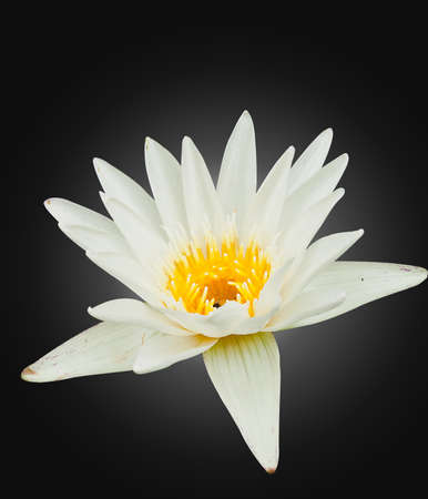 White lotus isolate on black backgroundの写真素材