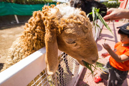 farm sheep lambs in Thailandのeditorial素材