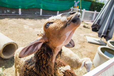 farm sheep lambs in Thailandの写真素材