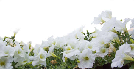 White flower on white backgroundの写真素材