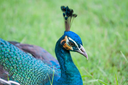 Peacocks feeding on the grass in the morning.のeditorial素材