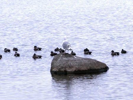 Seagull on a rockの素材
