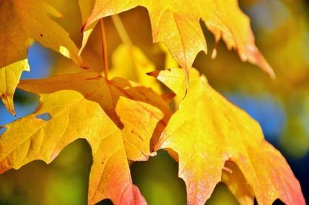 Golden Leavesの素材