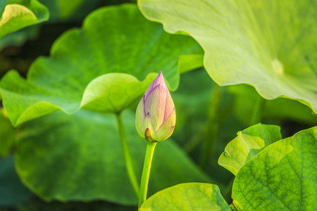 Lotusの写真素材