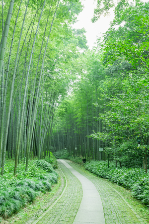 Bamboo forestの写真素材