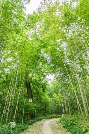 bamboo forestの写真素材