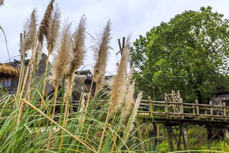 Green bristlegrassの写真素材