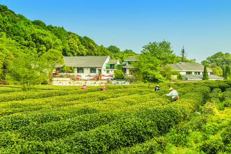 teaのeditorial素材