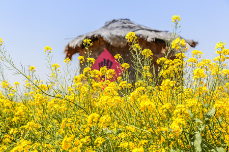 Canola flower fieldの写真素材