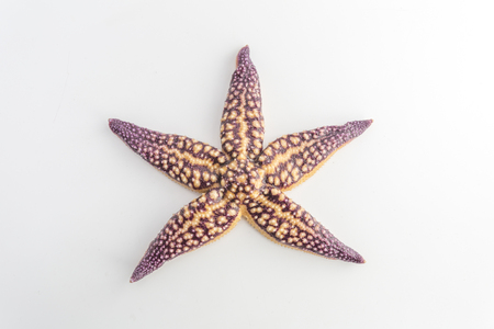 starfishの写真素材