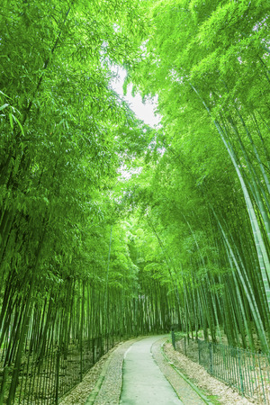 Bamboo pathの写真素材